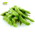 China Bulk Wholesale Distribute IQF frozen soya beans